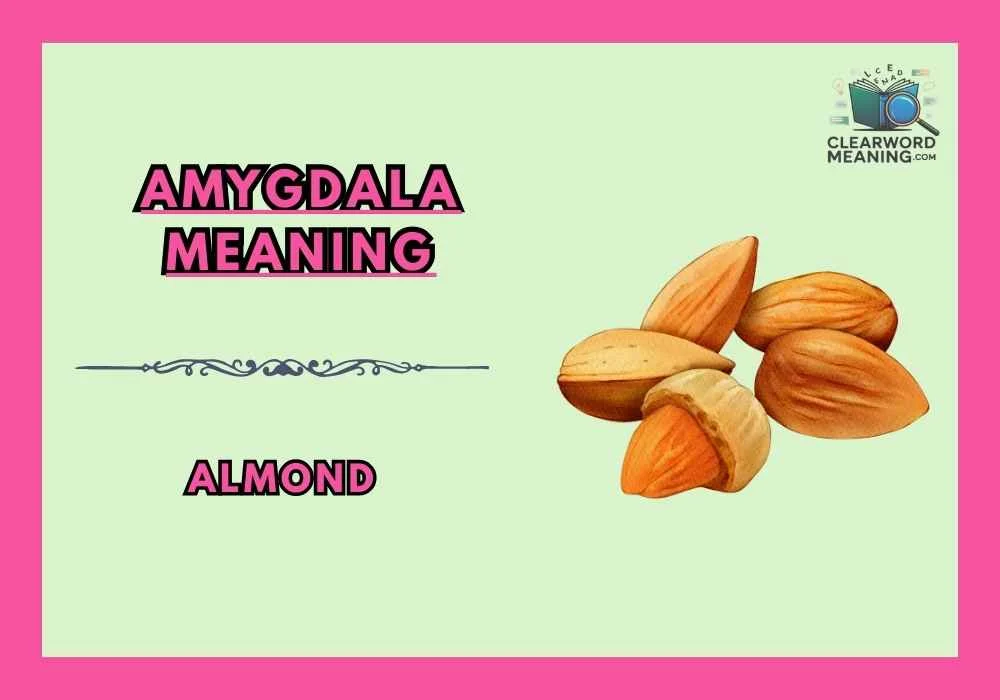 amygdala-meaning