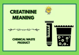 Creatinine Meaning