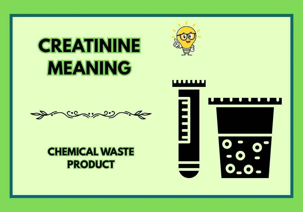 Creatinine Meaning