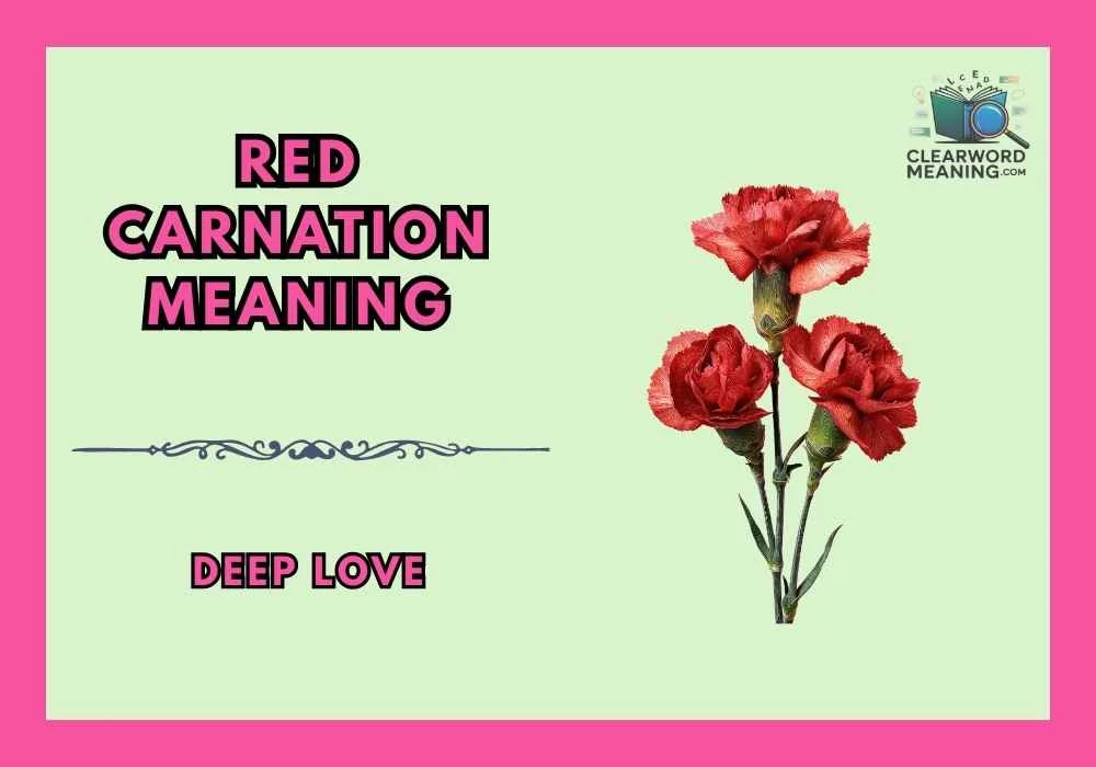 Red Carnation Meaning