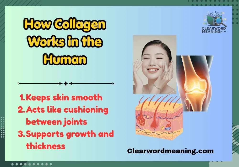 How Collagen Works in the Human